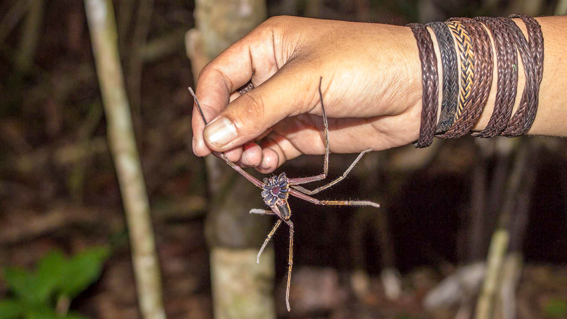 Araña gigante en la selva de Borneo