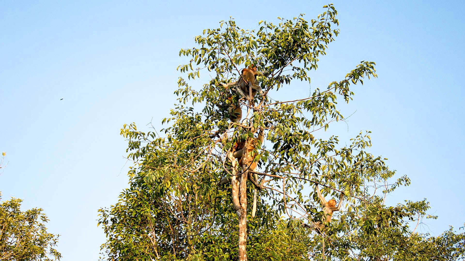 Monos narigudos en la selva de Borneo