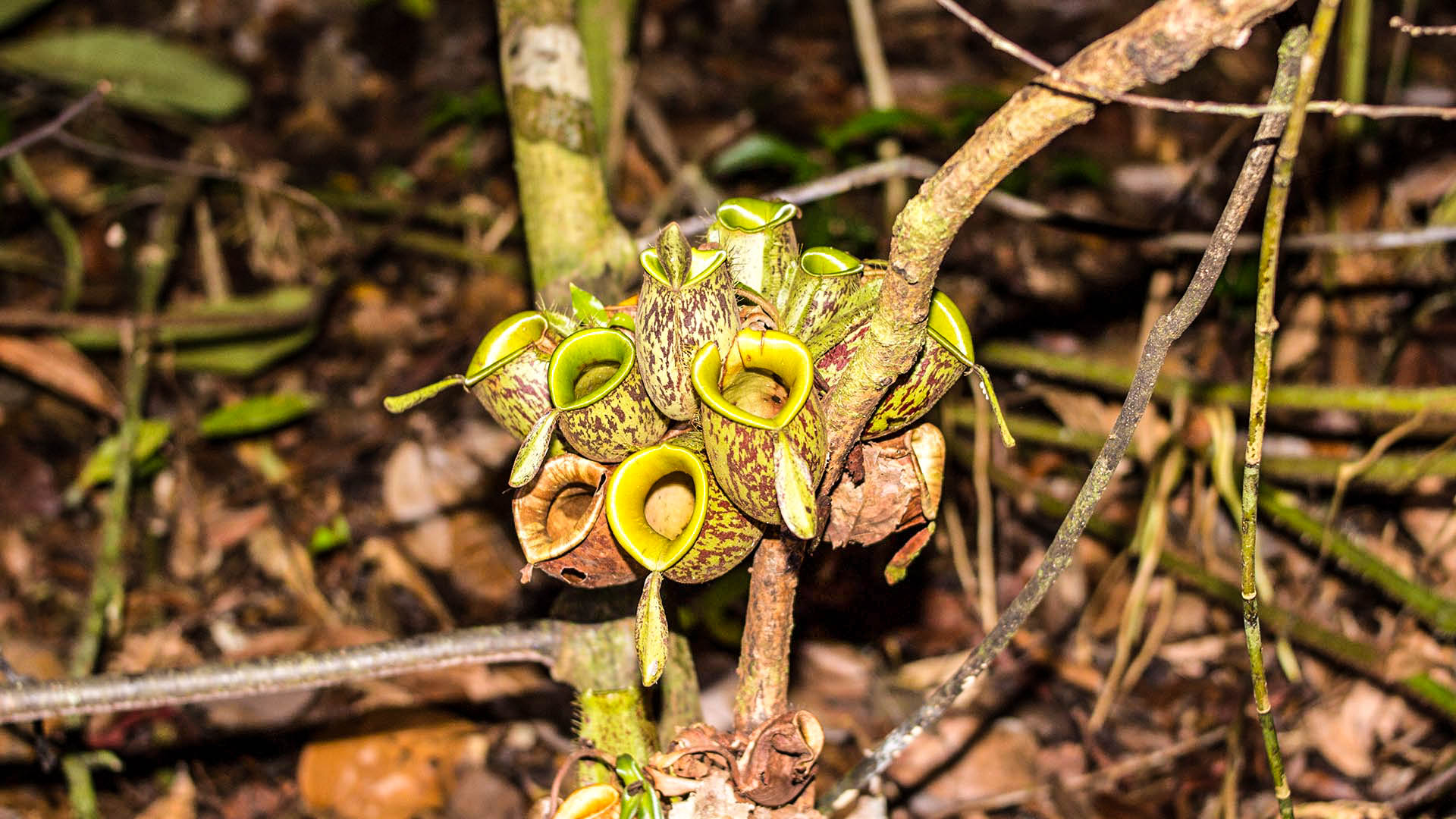 Plantas carnívoras en la selva de Borneo