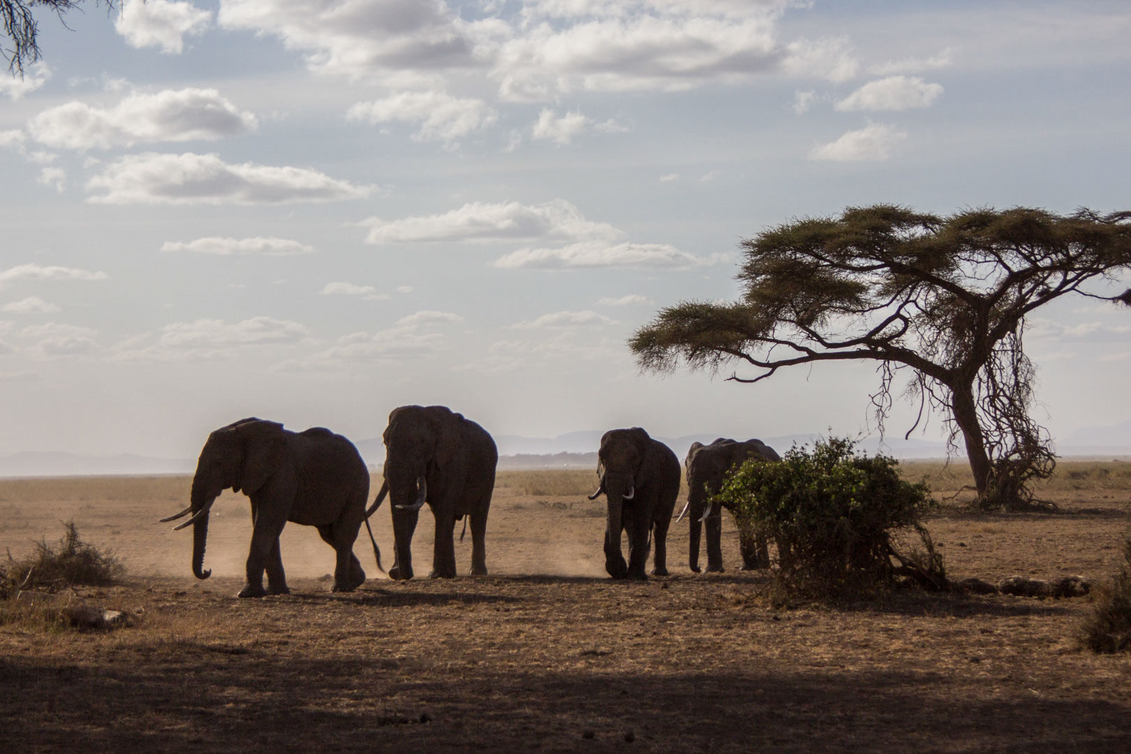 Manada de elefantes, Parque Nacional de Amboseli, Kenia