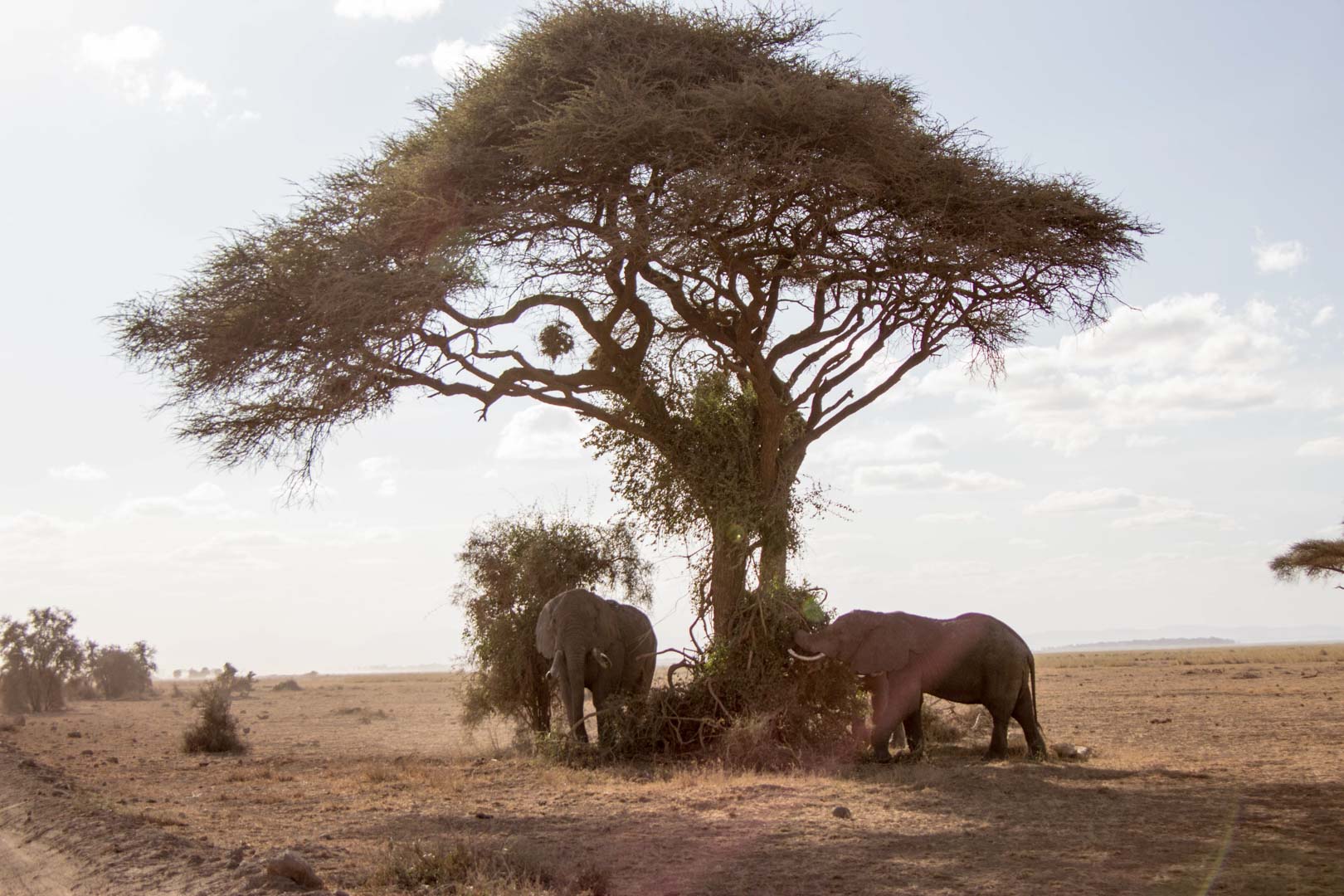Manada de elefantes, Parque Nacional de Amboseli, Kenia