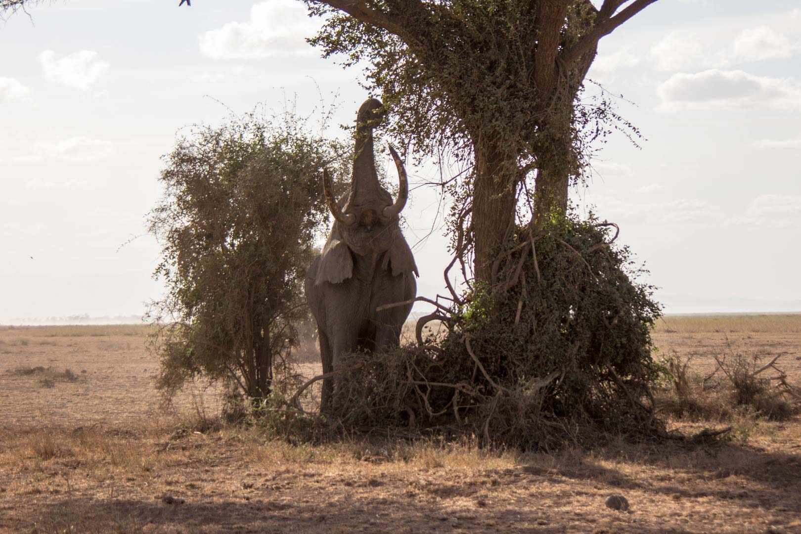 Elefante comiendo de un árbol, Parque Nacional de Amboseli, Kenia