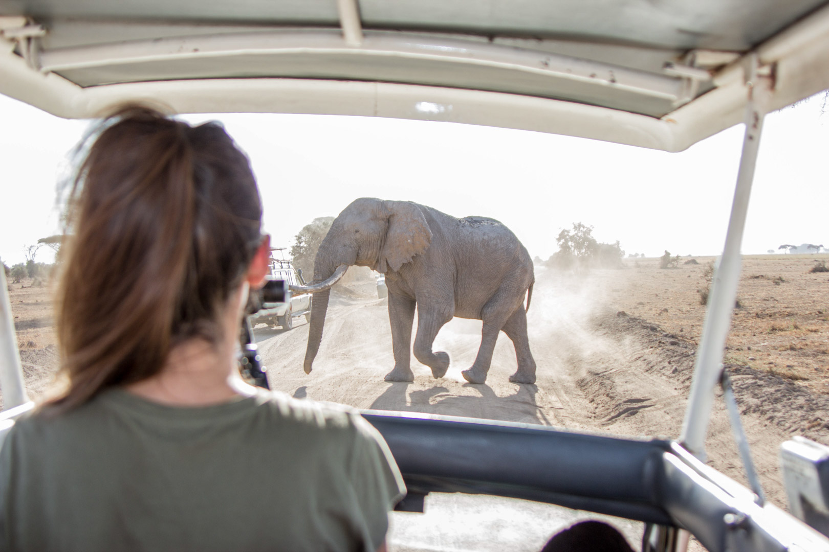Elefante cruzando el camino, Parque Nacional de Amboseli, Kenia