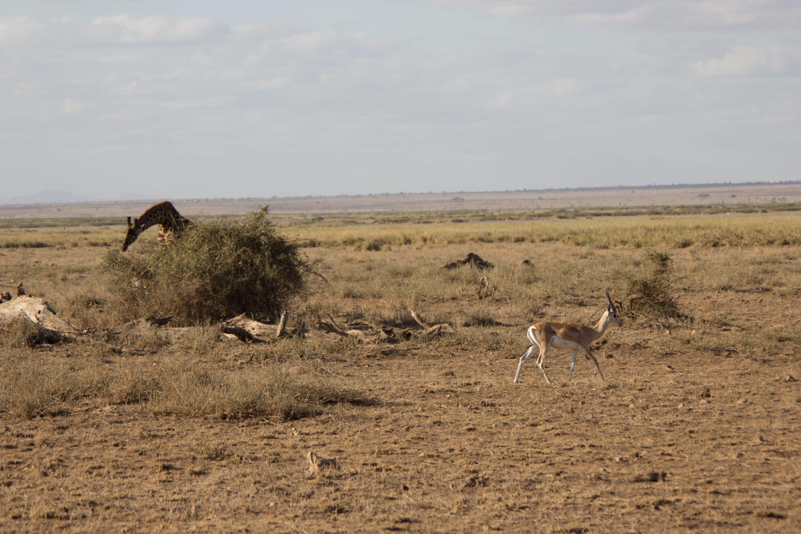 Parque Nacional de Amboseli, Kenia