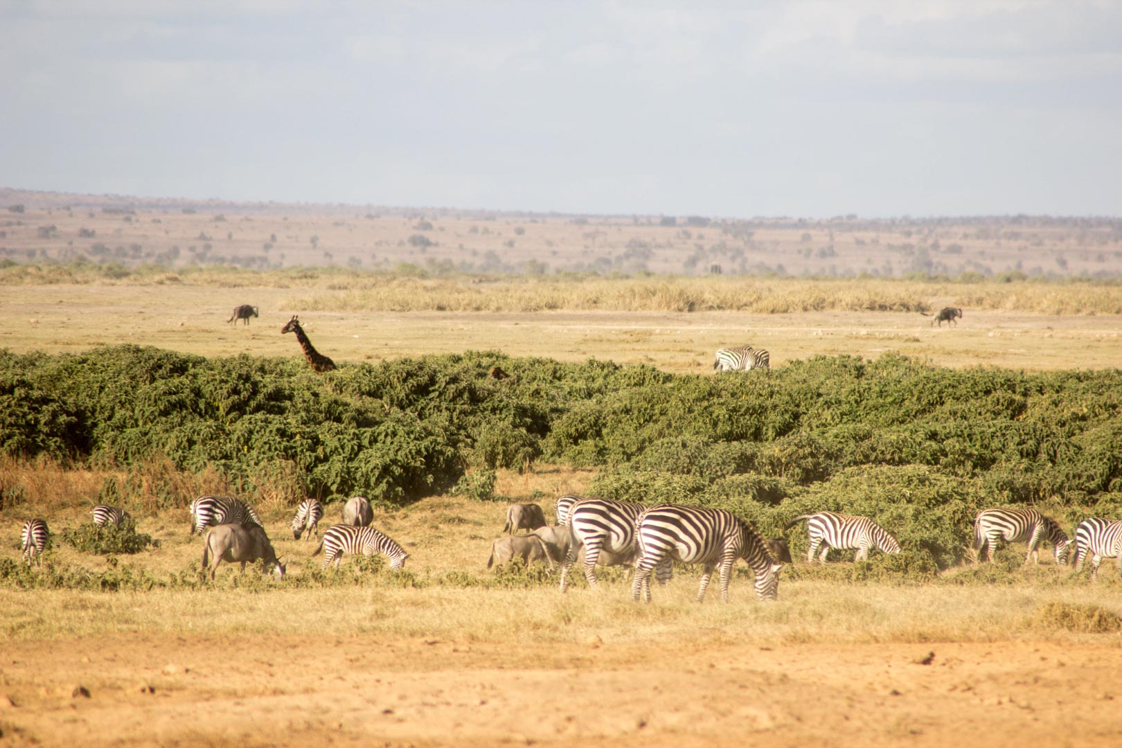 Animales salvajes, Parque Nacional de Amboseli, Kenia