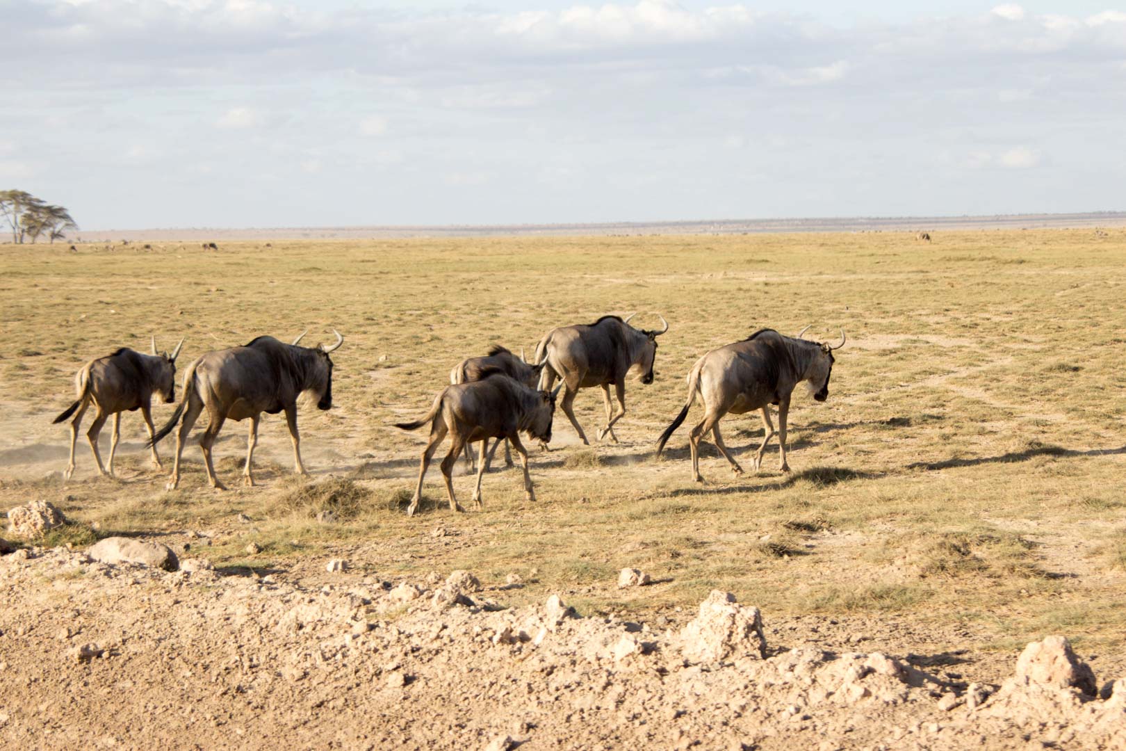 Ñus, Parque Nacional de Amboseli, Kenia