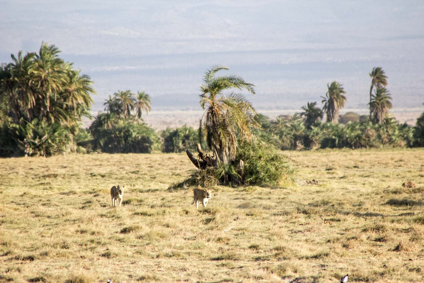 Leonas acercándose, Parque Nacional de Amboseli, Kenia