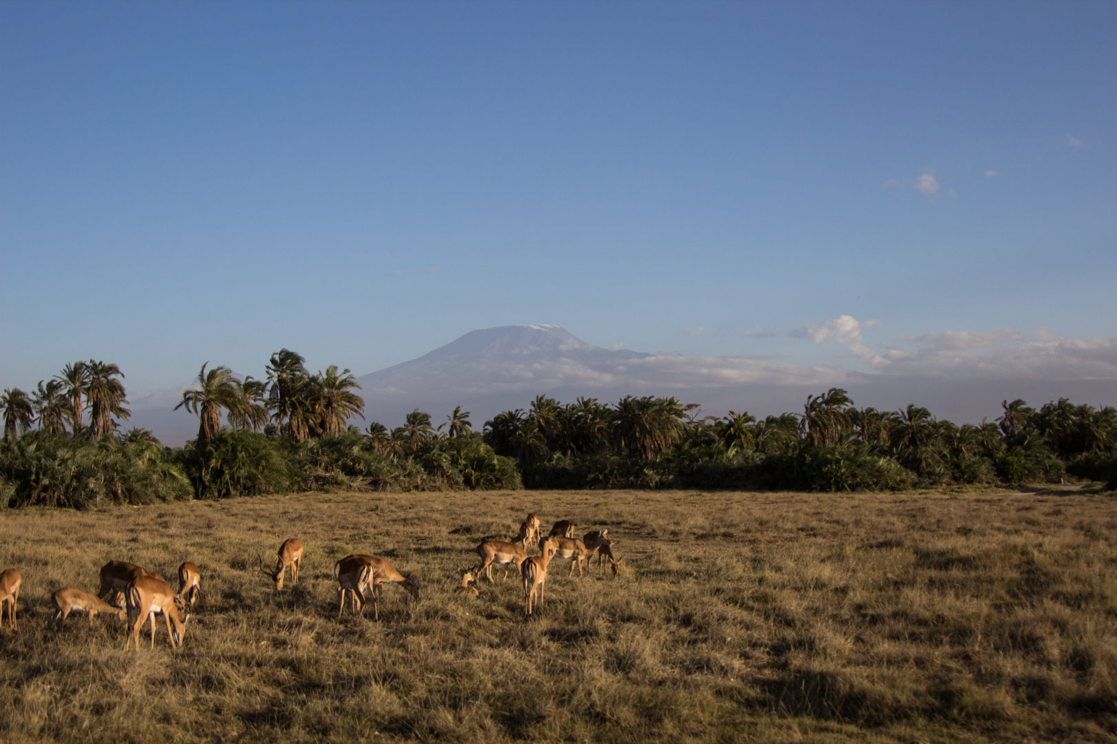 Gacelas y monte Kilimanjaro, Parque Nacional de Amboseli, Kenia