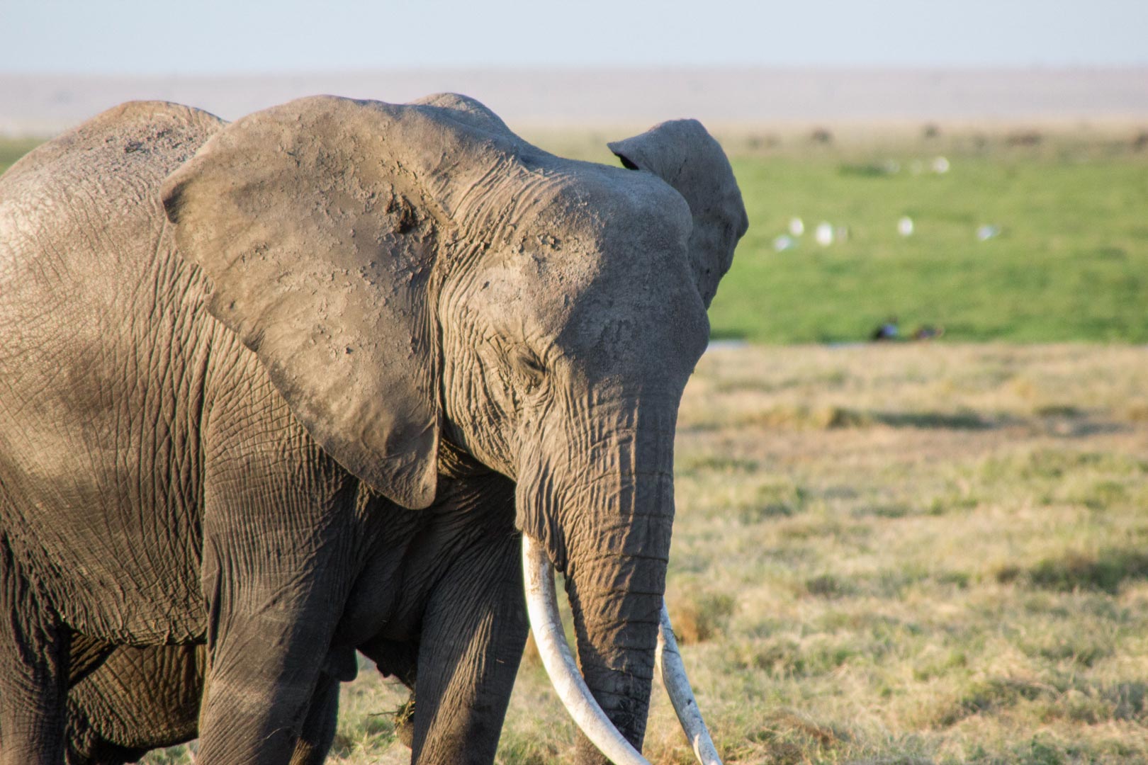 Elefante africano, Parque Nacional de Amboseli, Kenia