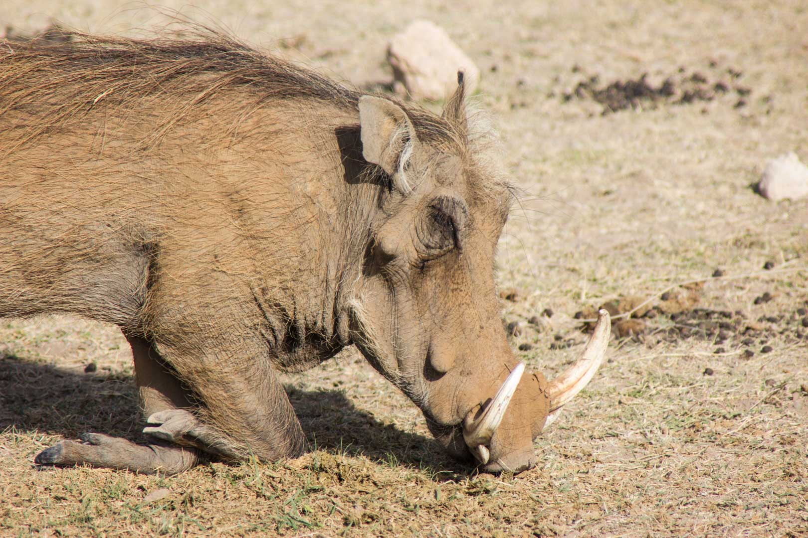 Jabalí comiendo en Amboseli, Kenia