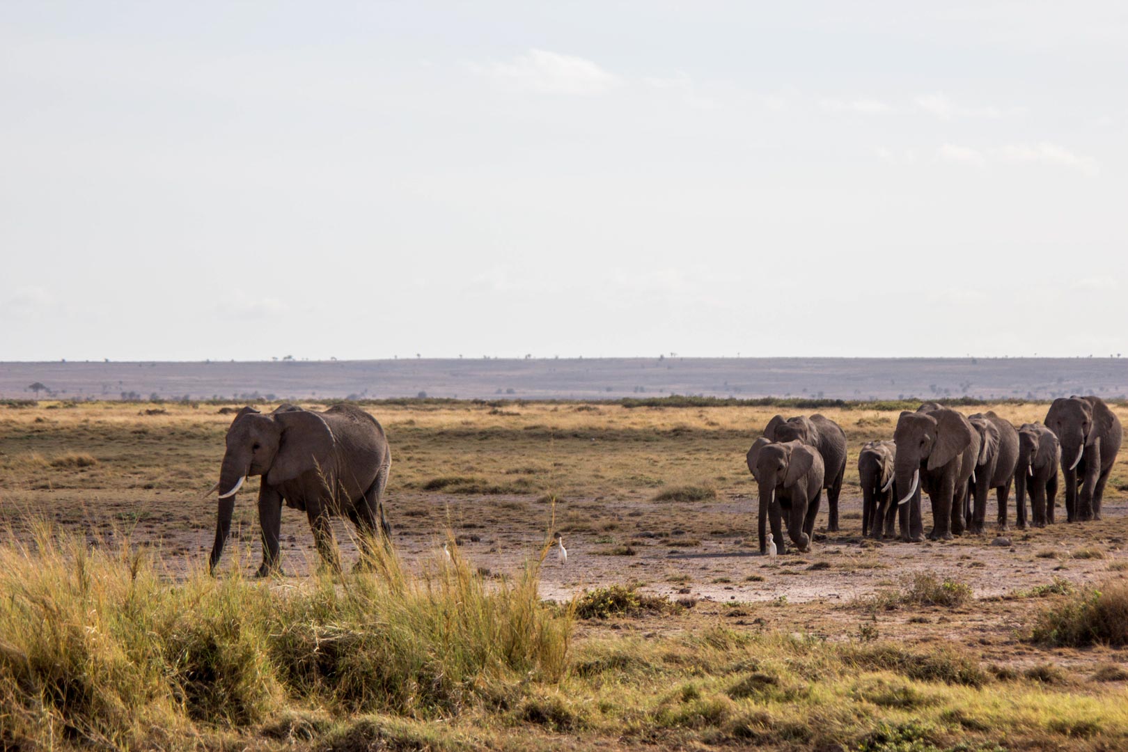 De safari por Amboseli. El paraíso de los elefantes