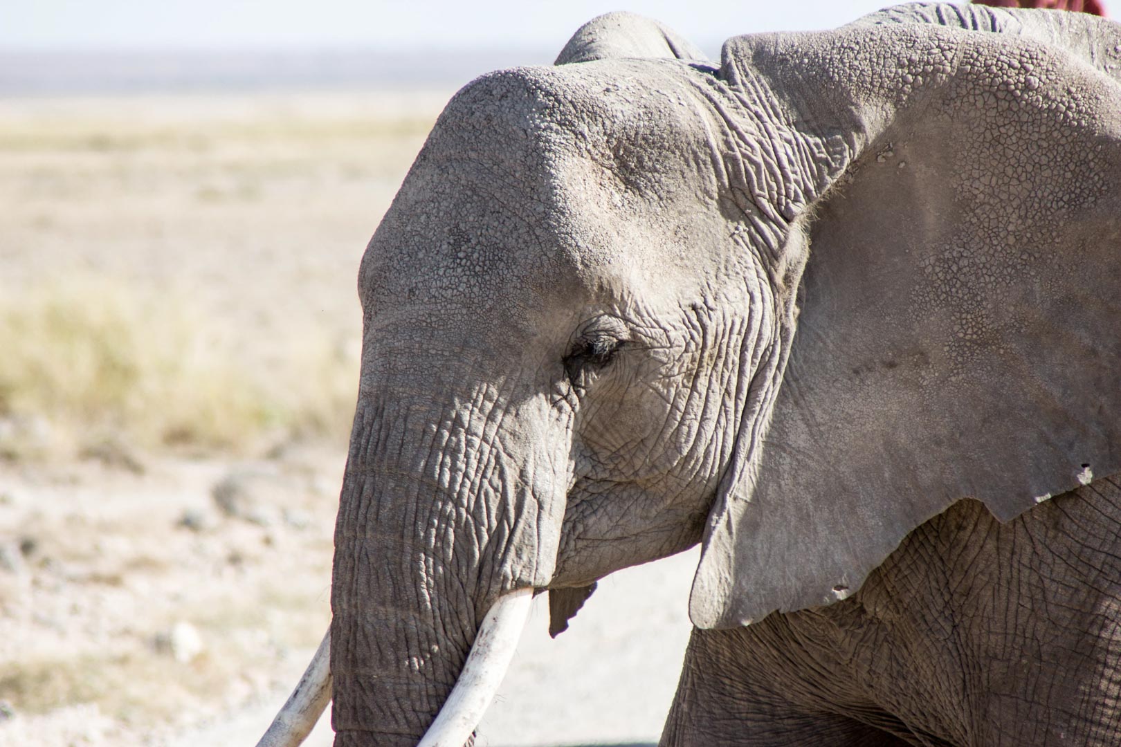 De safari por Amboseli. El paraíso de los elefantes