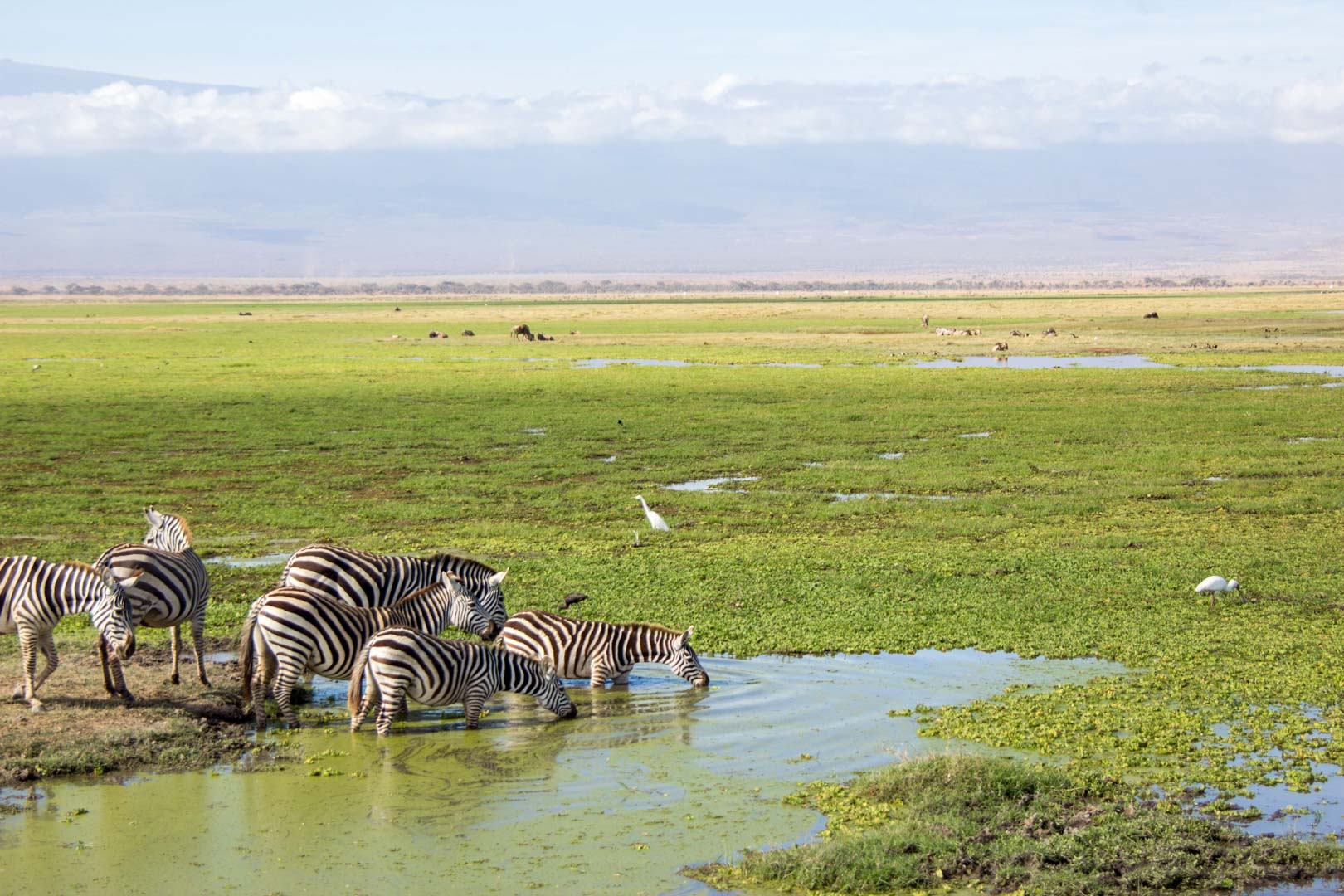 Cebras en Amboseli, Kenia