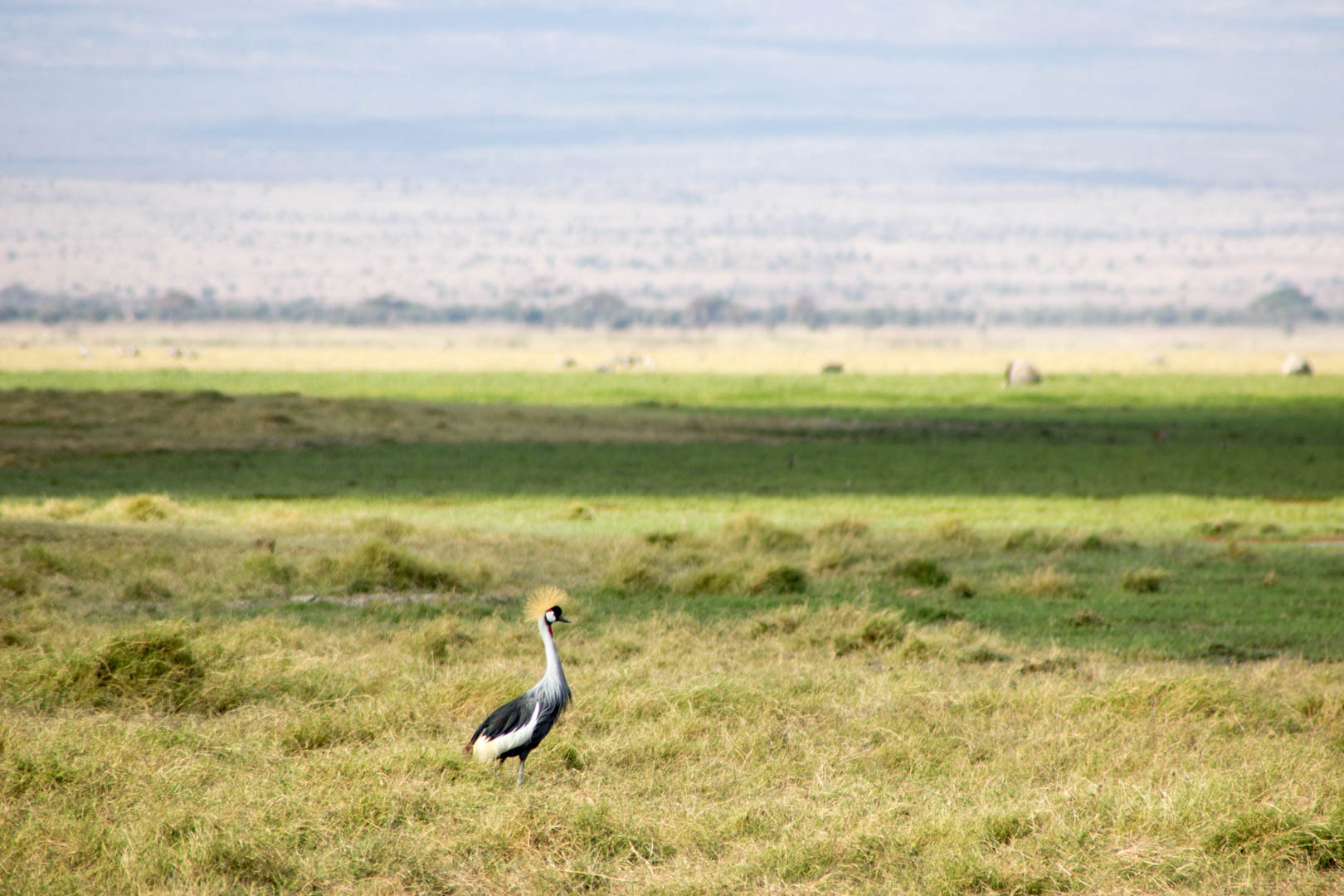 Grúa coronada, Amboseli, Kenia