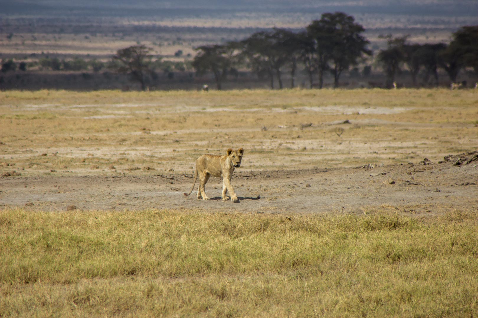 León joven en Amboseli, Kenia
