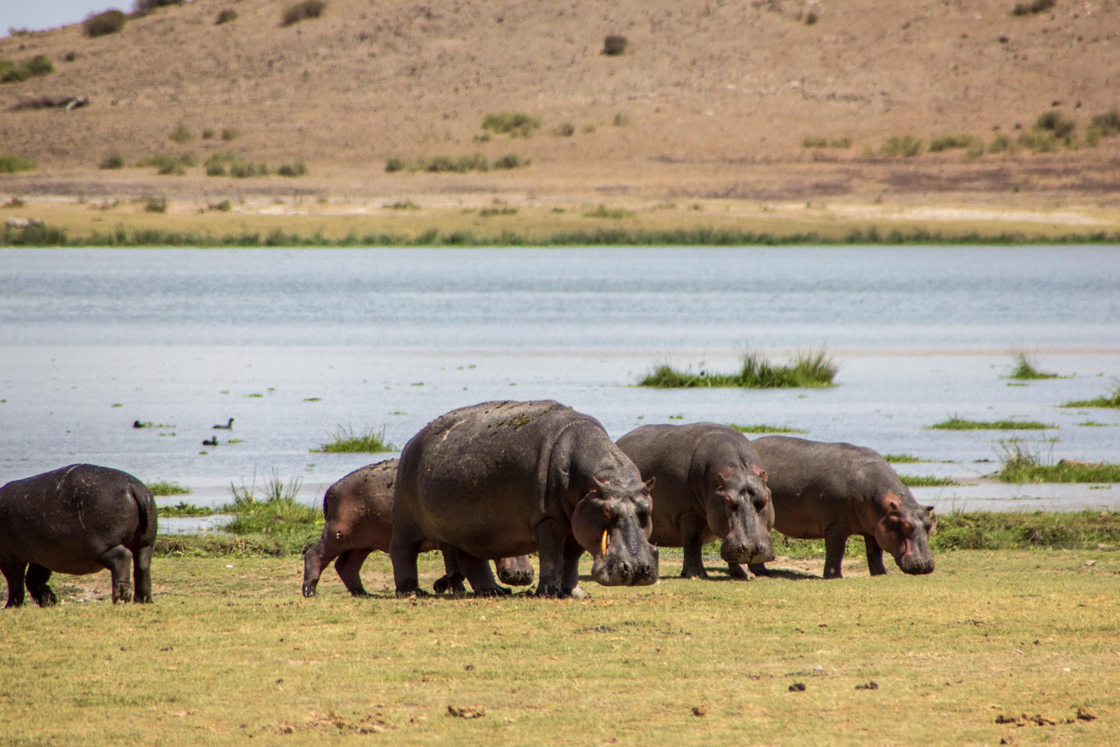 Manada de hipopótamos, Amboseli, Kenia
