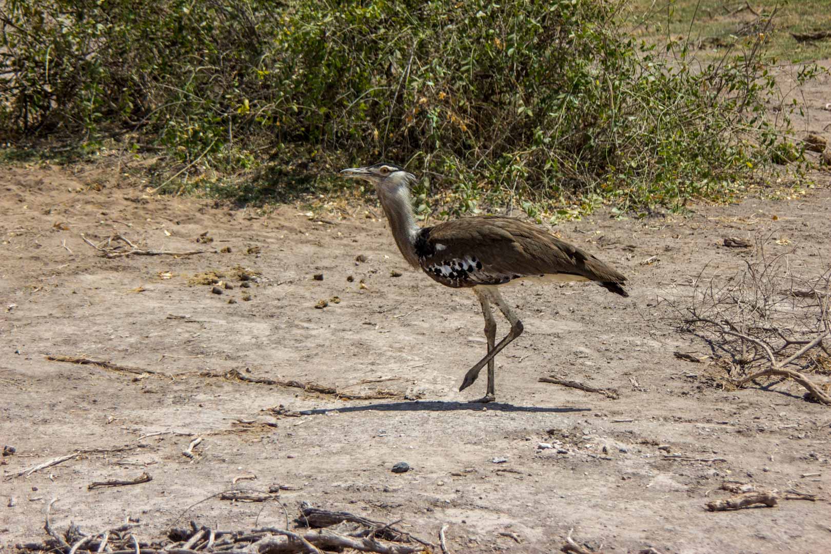 Aves en Amboseli, Kenia