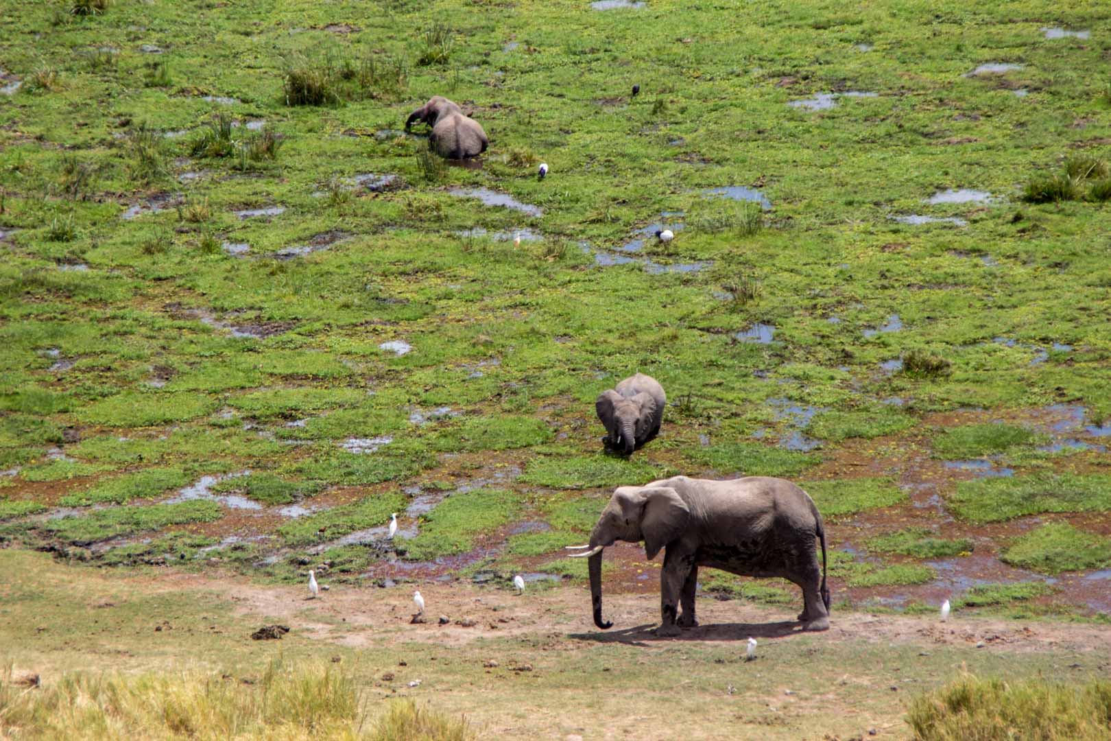 De safari por Amboseli en Kenia. El paraíso de los elefantes