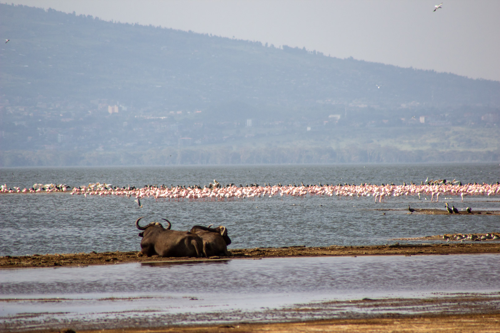 Flamencos y búfalos en Lago Nakuru, Kenia