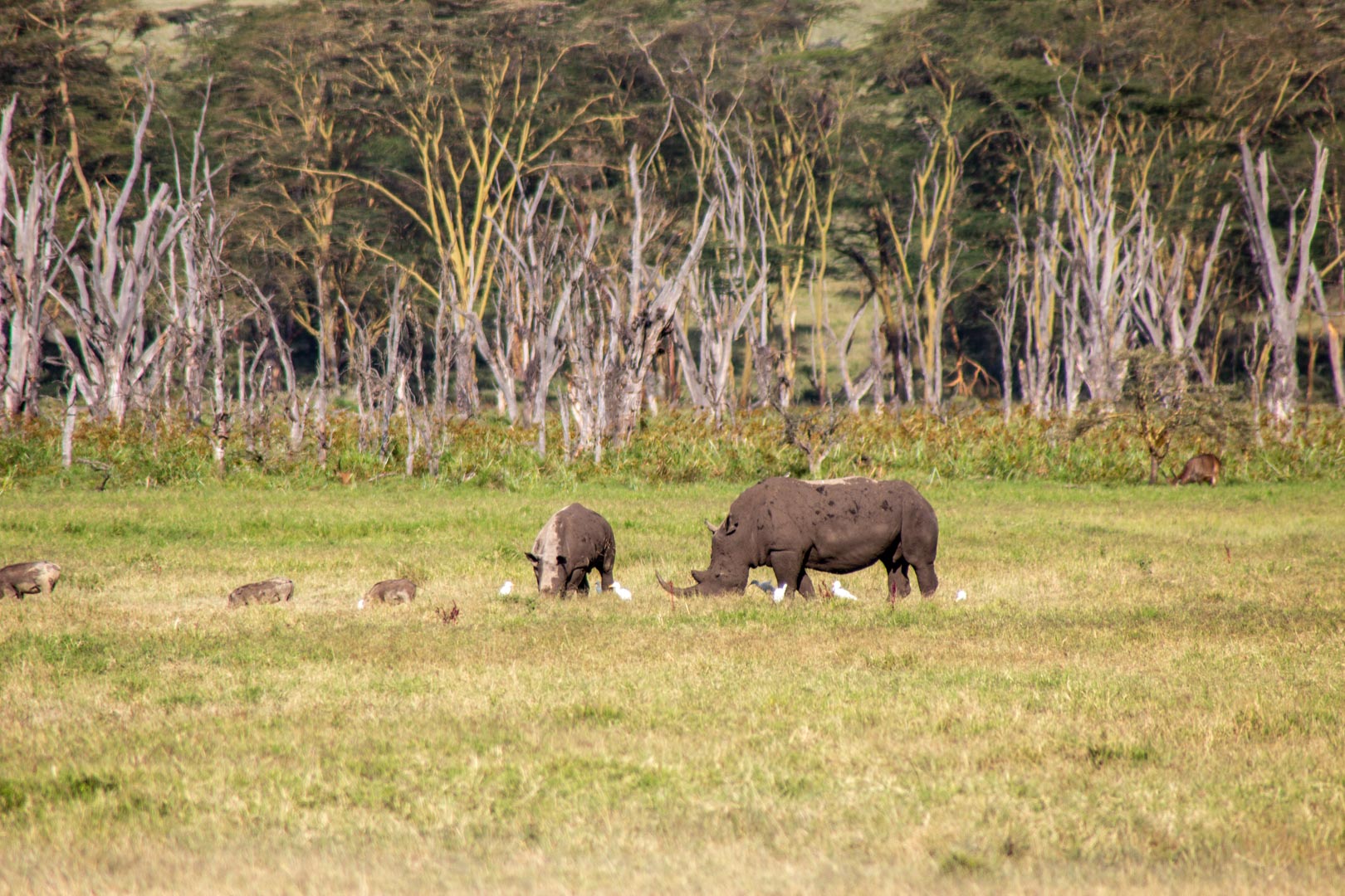 Rinocerontes blancos en Lago Nakuru, Kenia
