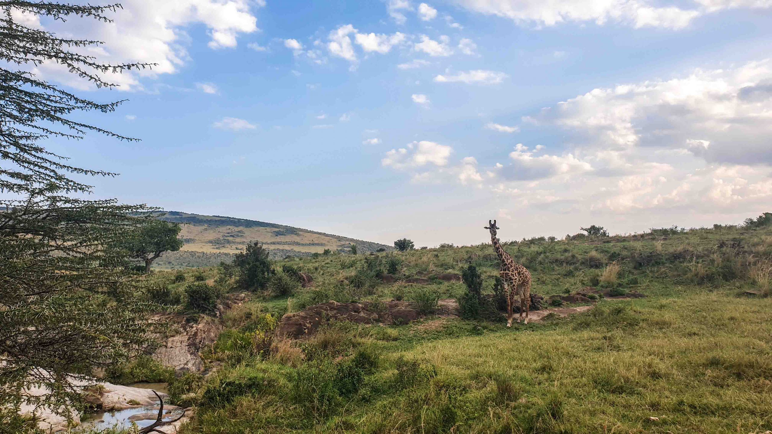 Jirafa en Masai Mara, Kenia