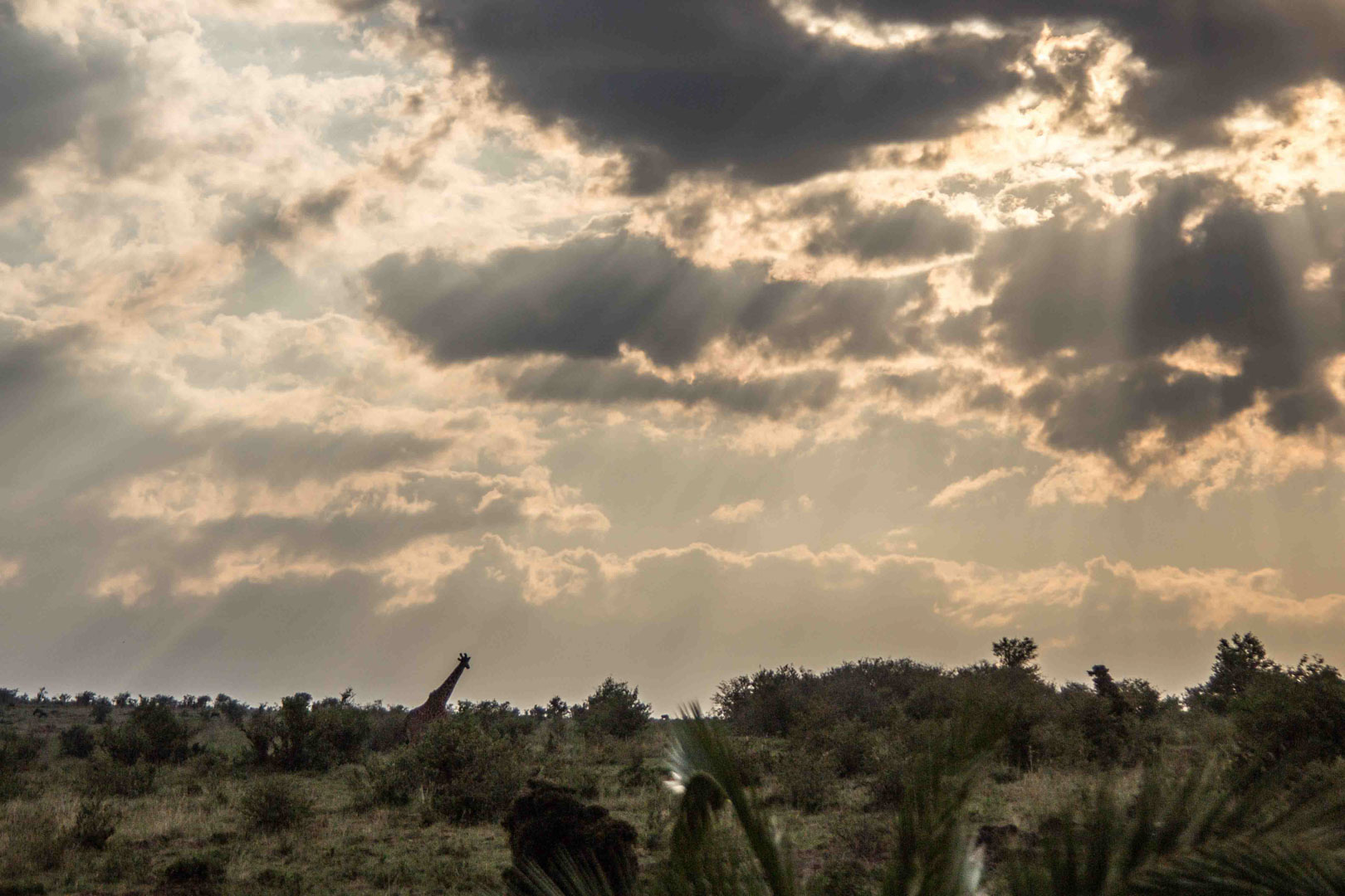 Jirafa y atardecer en Masai Mara, Kenia
