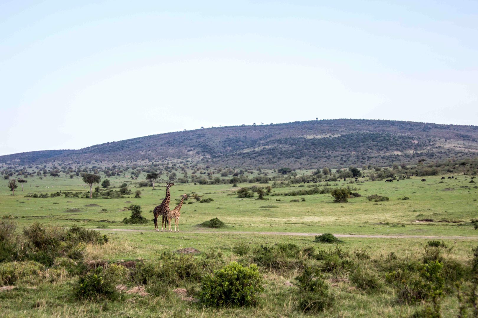 Jirafas en Masai Mara, Kenia