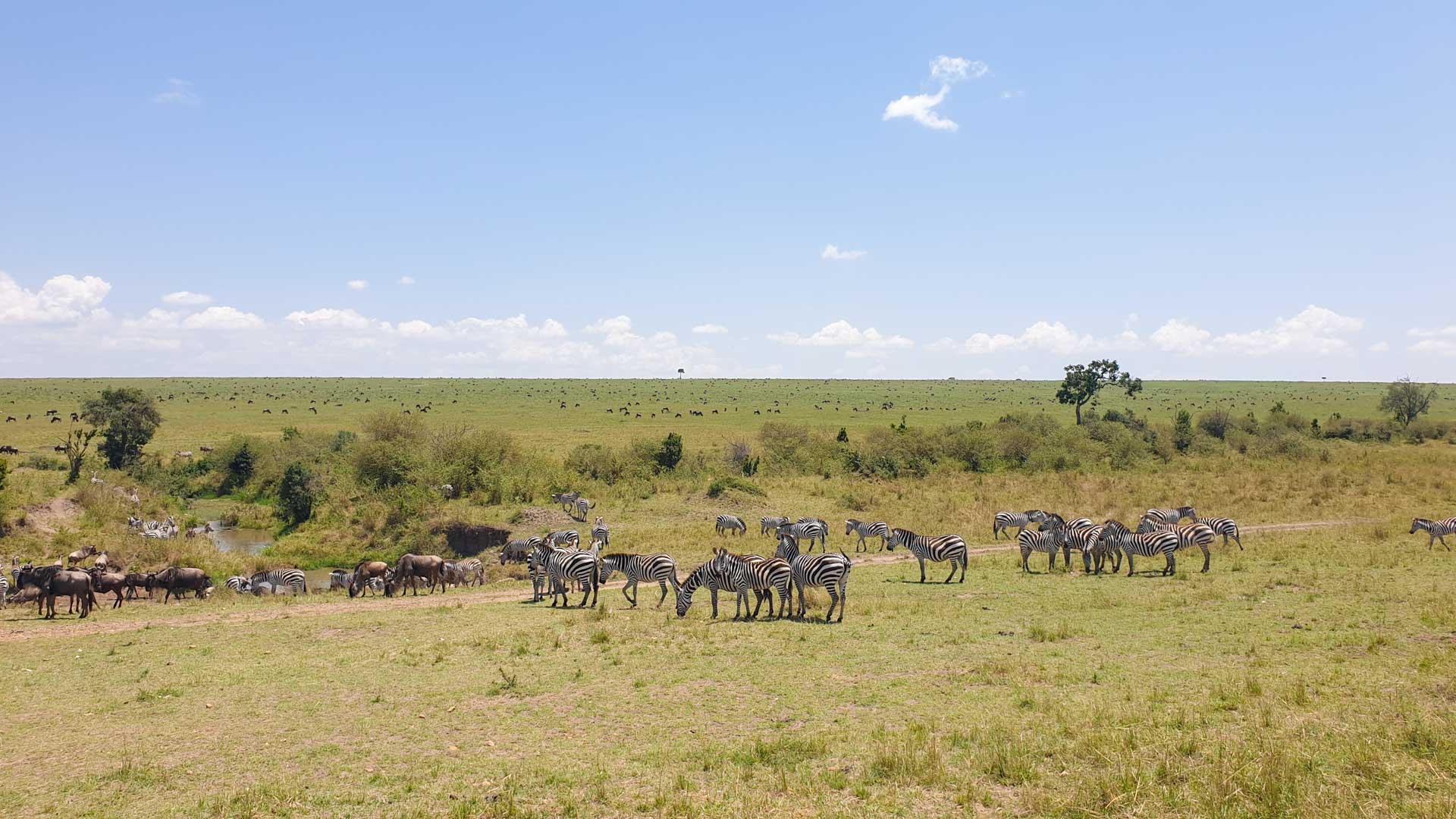 Cebras y ñus en Masai Mara, Kenia