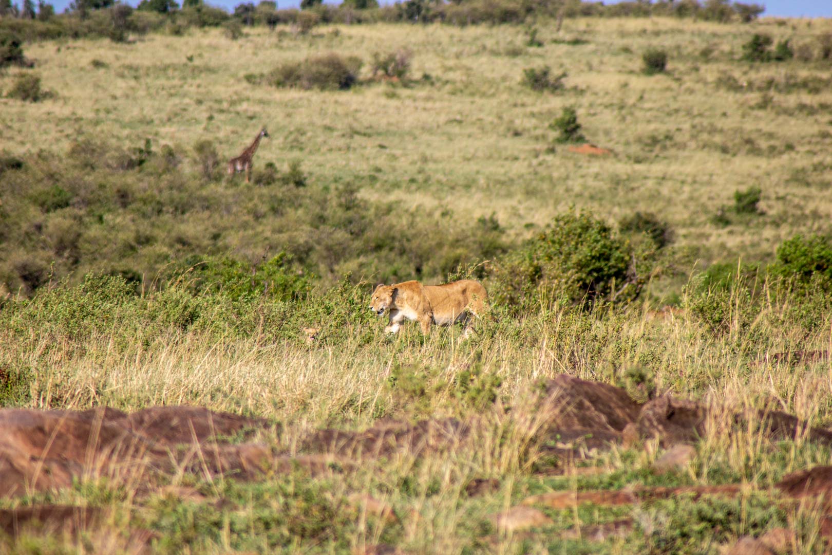 Leona con su león bebé, Masai Mara, Kenia