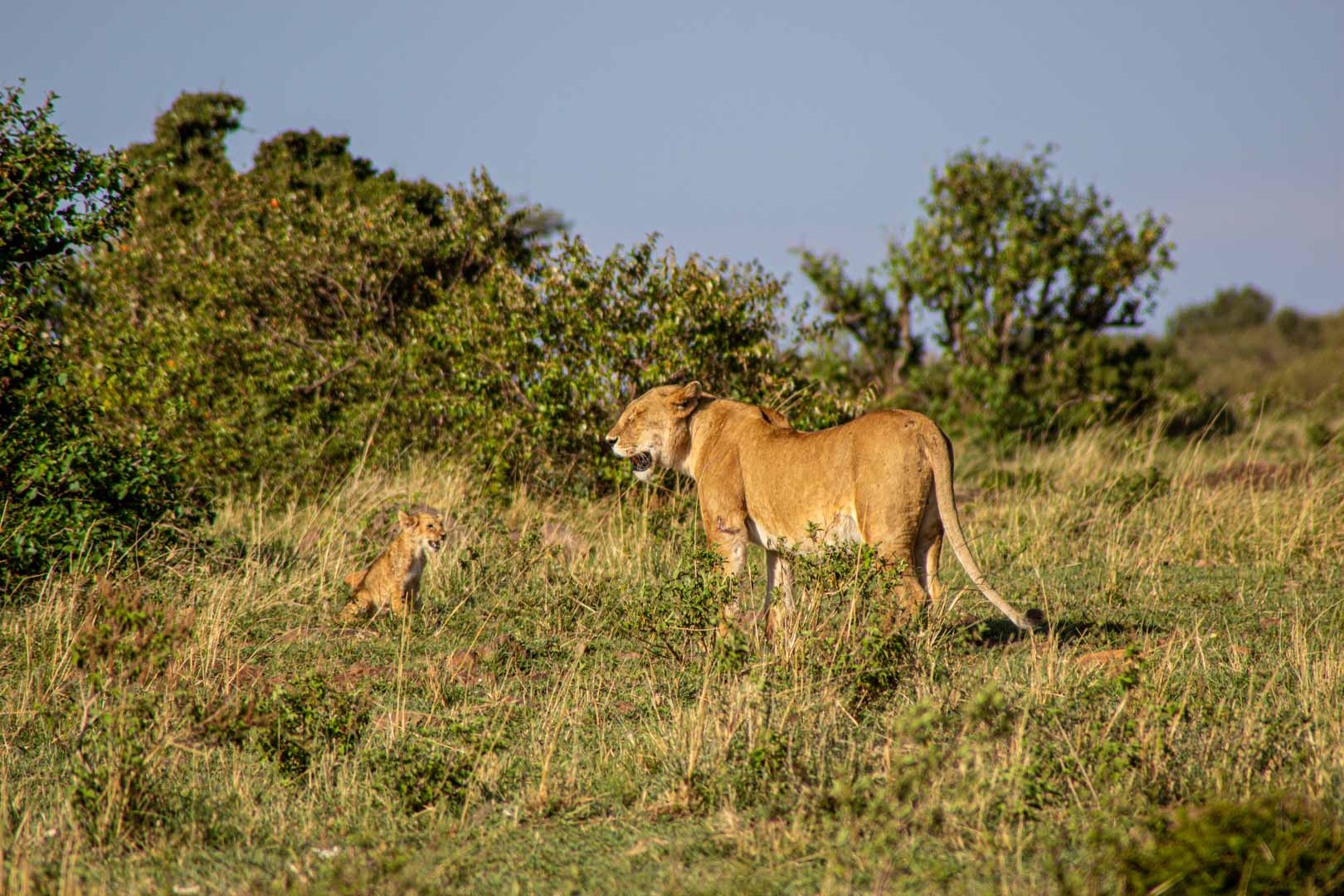 Leona esperando a su bebé, Masai Mara, Kenia