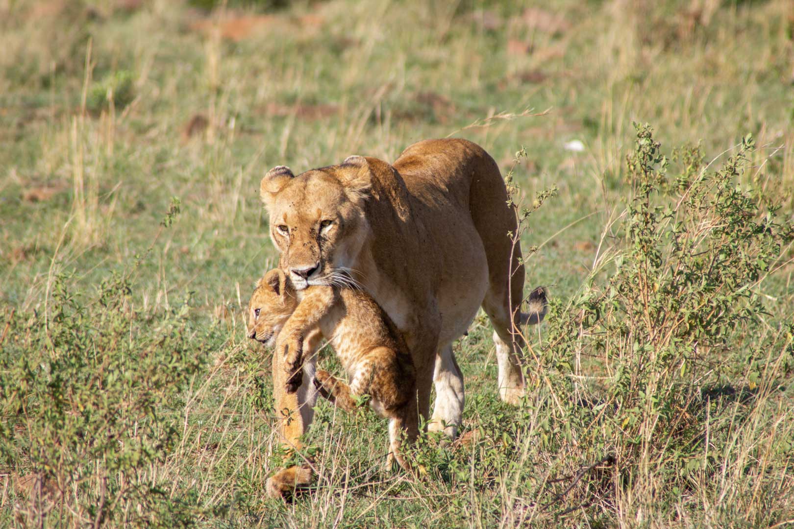 Leona llevando a su bebé, Masai Mara, Kenia