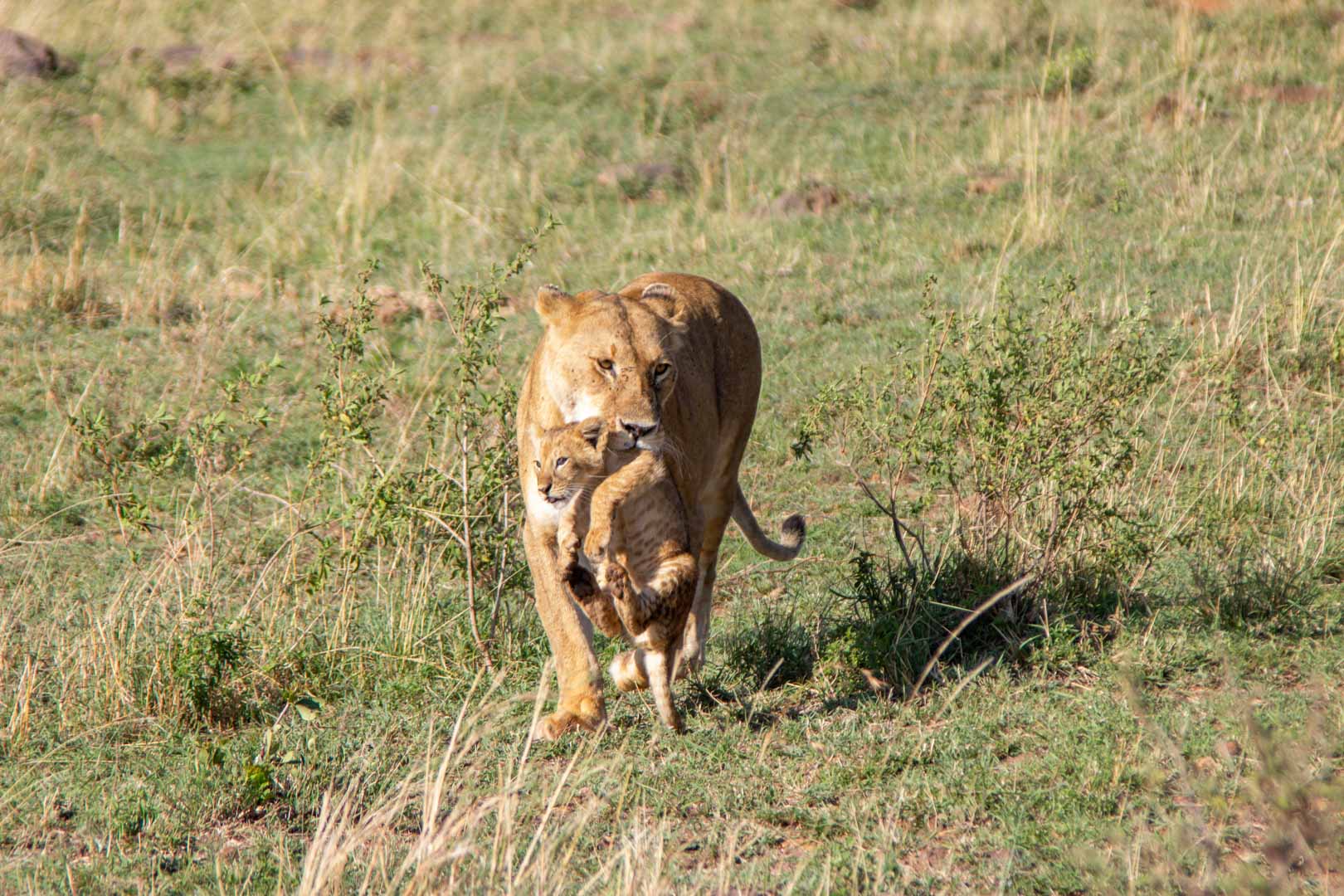 La leona y su bebé se dirigen hacia nosotros, Masai Mara, Kenia