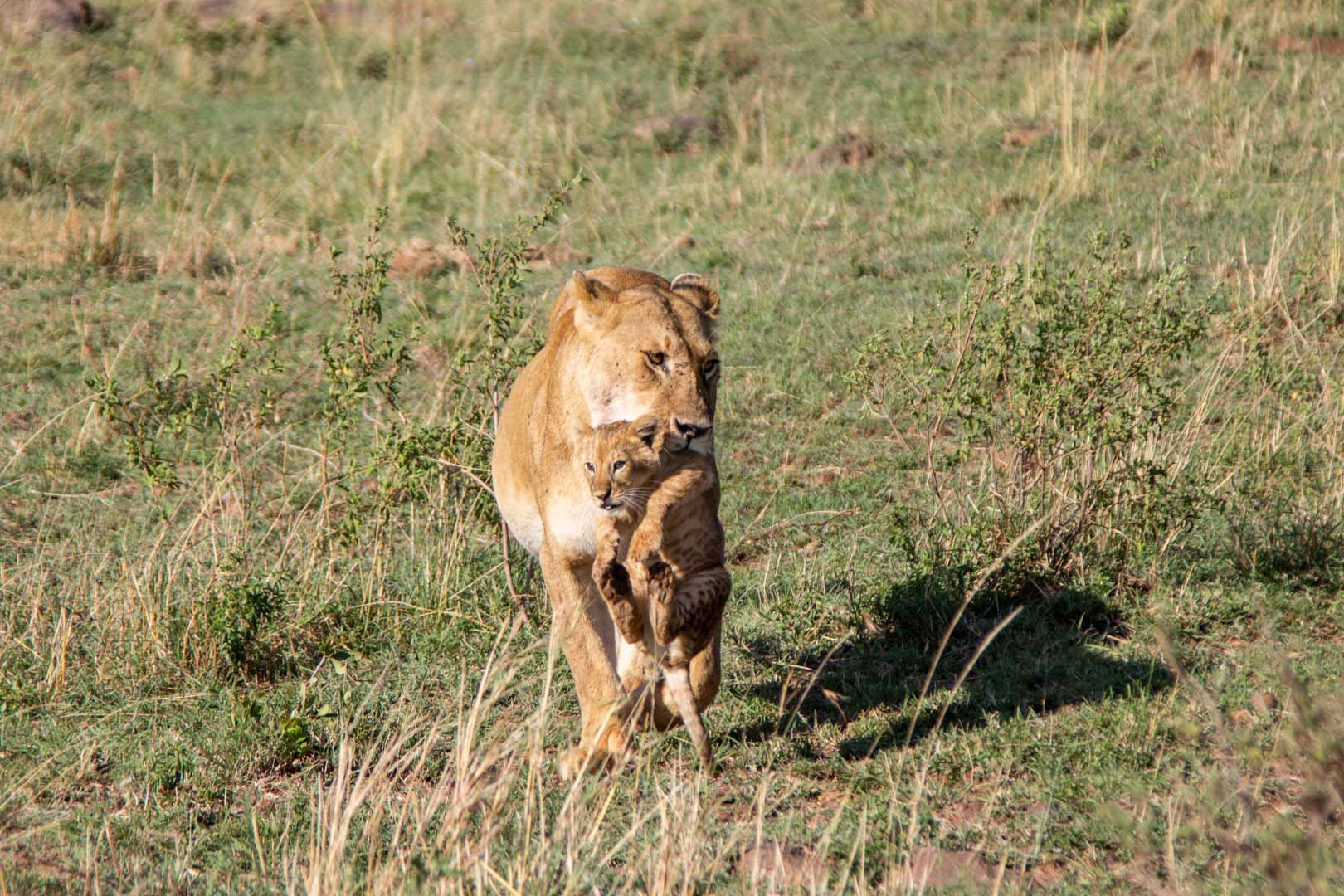 Leona llevando a su bebé, Masai Mara, Kenia