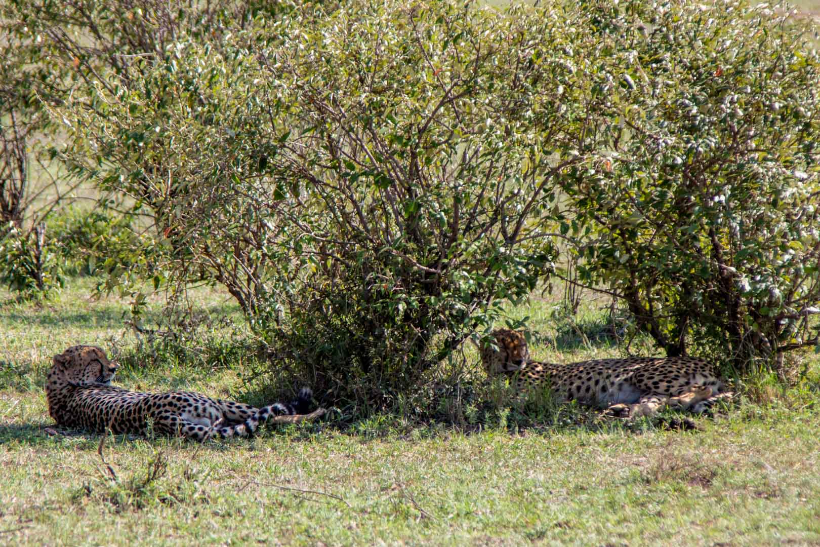 Guepardos en Masai Mara, Kenia