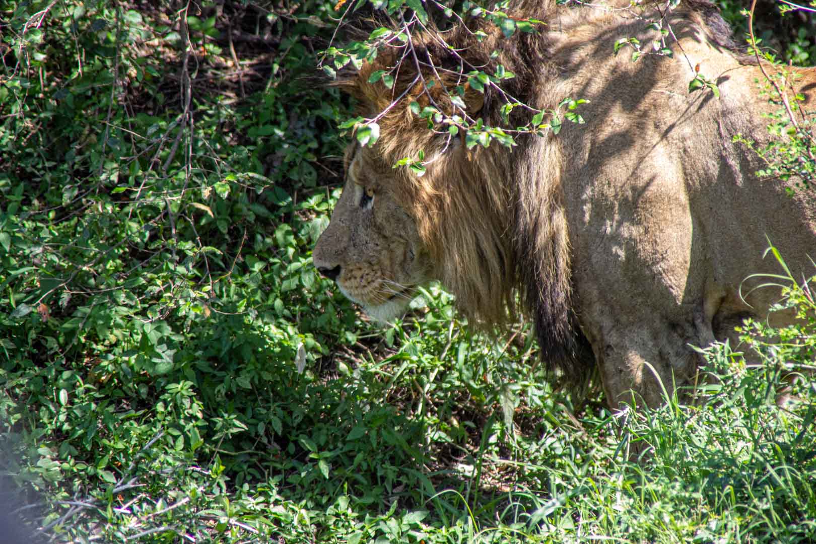 León en Masai Mara, Kenia
