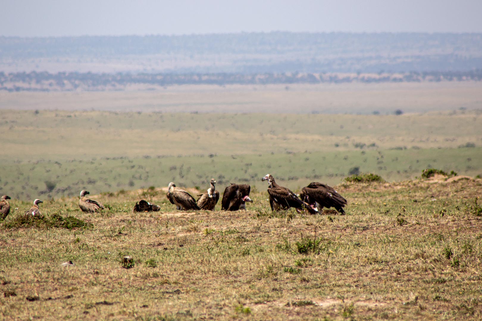 Buitres comiendo carroña, Masai Mara, Kenia