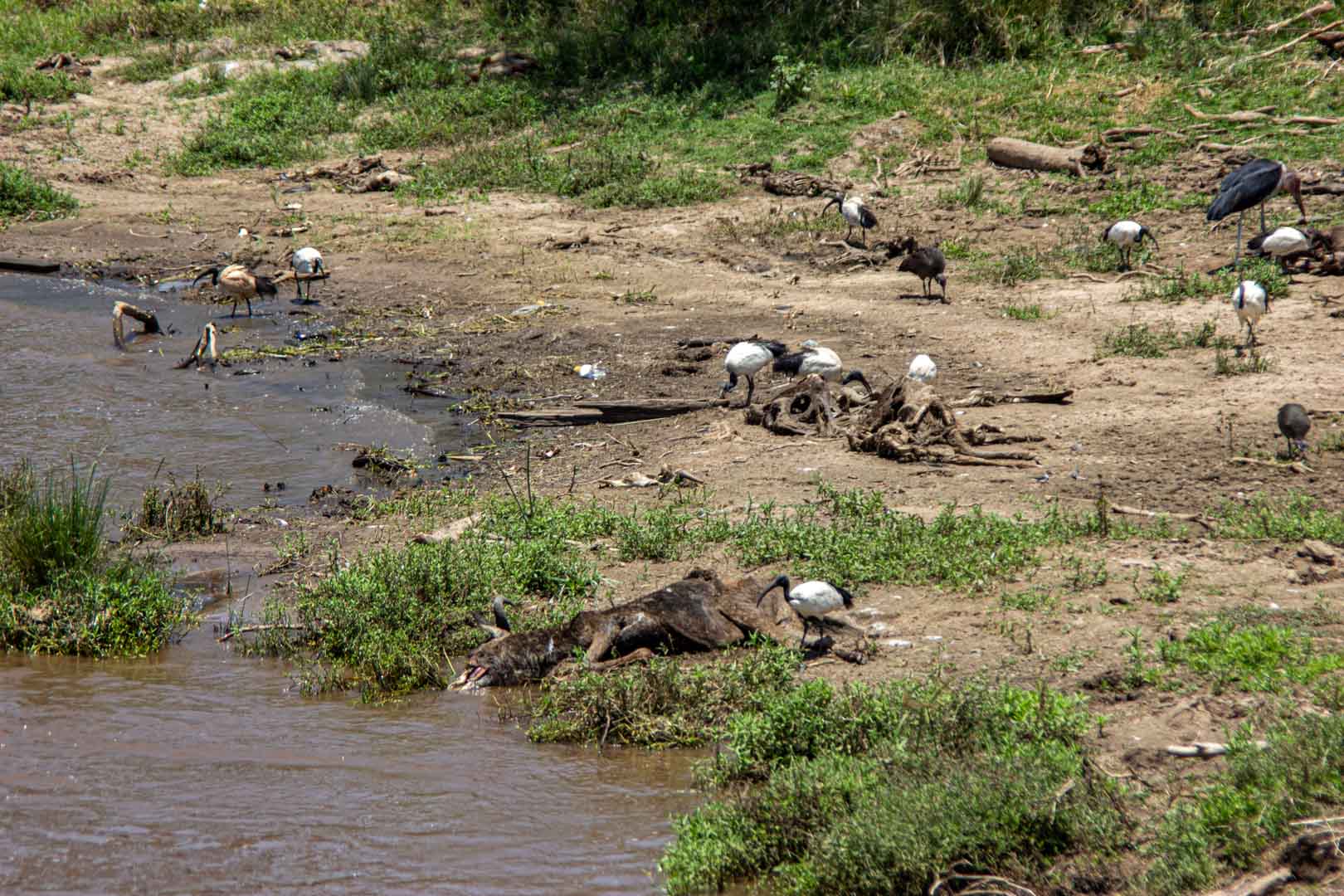 Aves carroñeras y animales muertos a orillas del río Mara, Masai Mara, Kenia