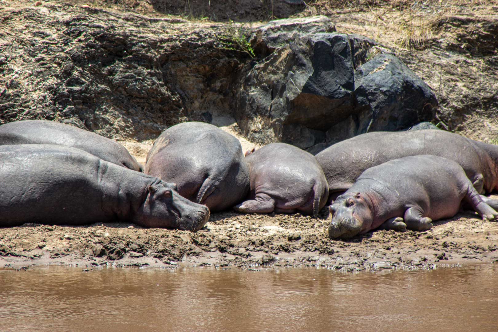Algunos hipopótamos descansando a orillas del río Mara, Masai Mara, Kenia
