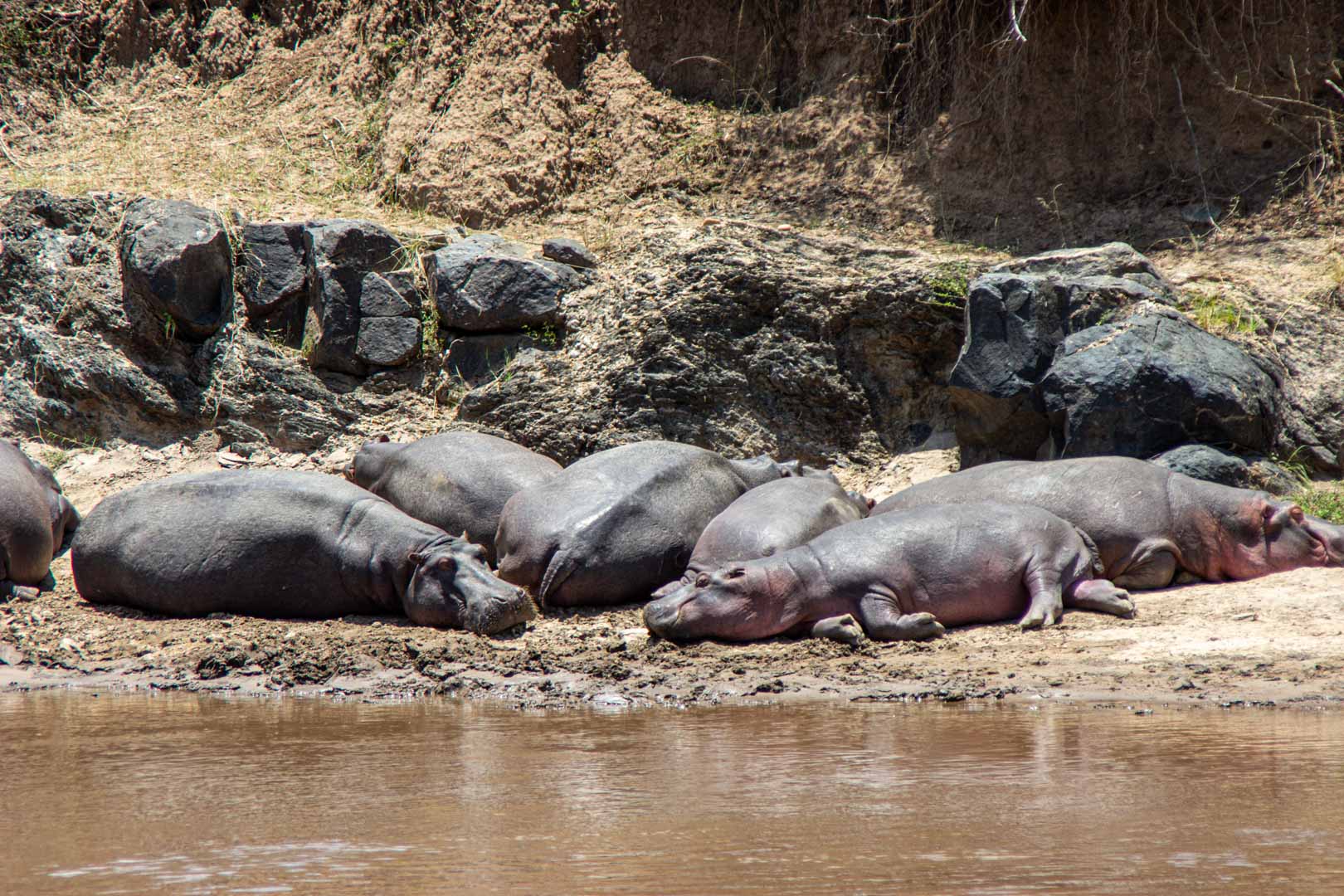 Hipopótamos en el río Mara, Masai Mara, Kenia