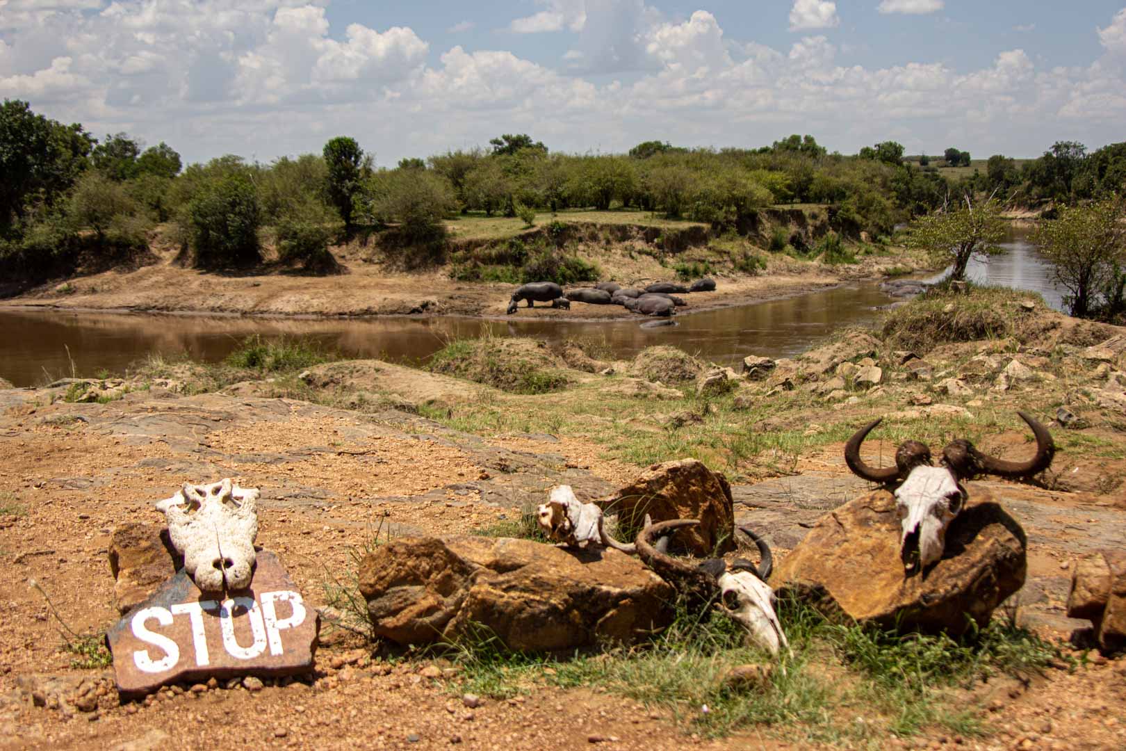 Carteles de "stop" y "prohibido el paso" por presencia de hipopótamos en el río Mara, Masai Mara, Kenia