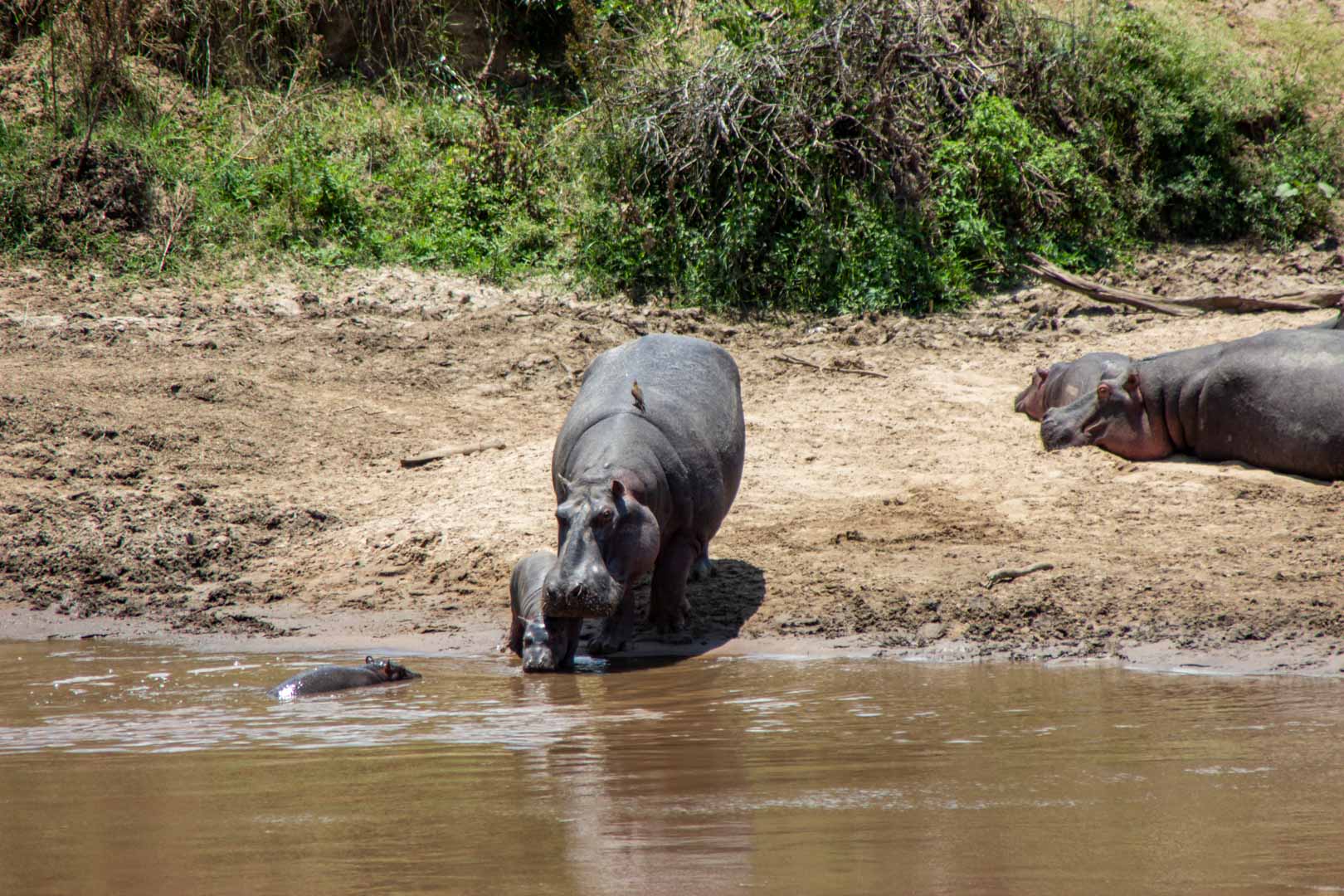 Una mamá hipopótamo con sus dos bebés en el río Mara, Masai Mara, Kenia