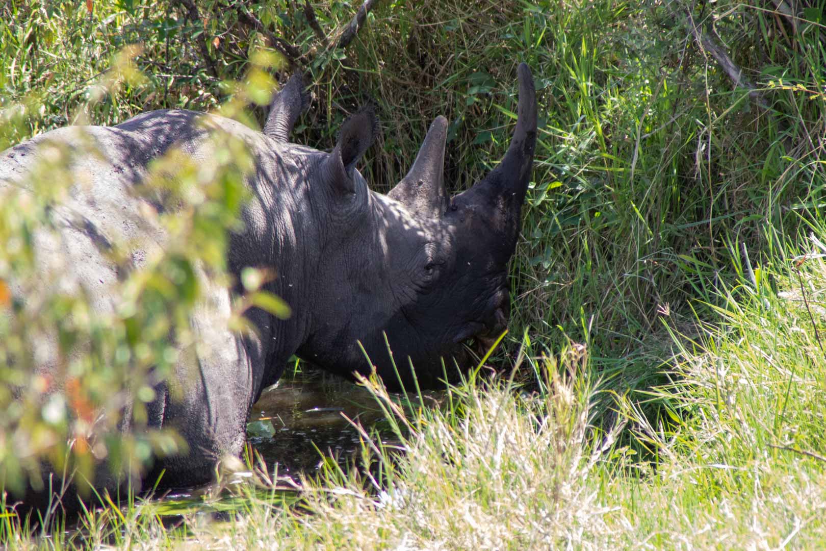 Rinoceronte negro en Masai Mara, Kenia