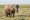 Elefante comiendo, Parque Nacional de Amboseli, Kenia